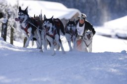 Lenk 2013